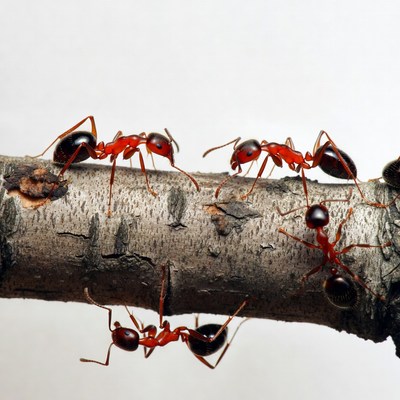 Red ants on tree branch