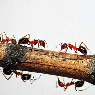 Red ants crawling on branch