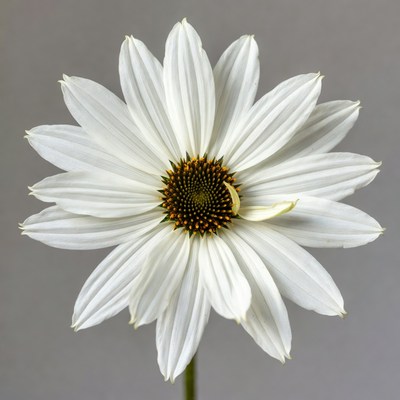 White Daisy Flower Closeup