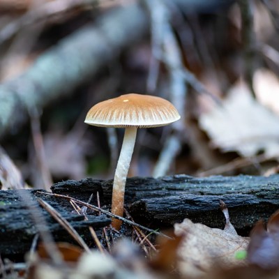 Brown mushroom on forest log