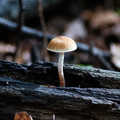 Small mushroom on decaying log
