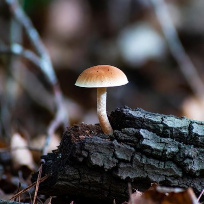 Small brown mushroom on log