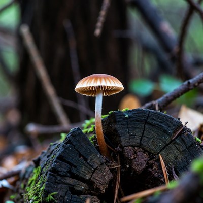 Mushroom on mossy tree stump