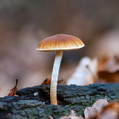Brown mushroom on tree stump
