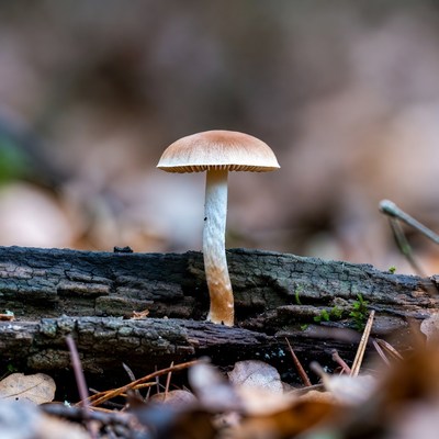 Brown mushroom on forest log