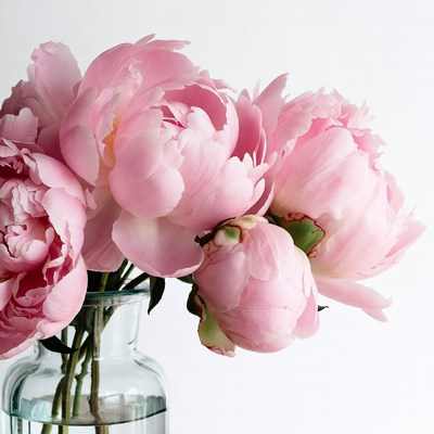 Pink peonies in glass vase
