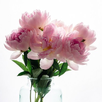 Pink Peonies in Glass Vase