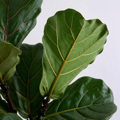 Fiddle Leaf Fig Leaves