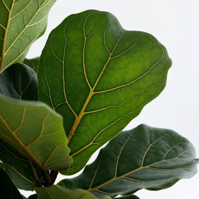Fiddle Leaf Fig Leaves