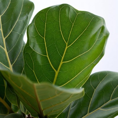 Ficus Lyrata Leaves Close-Up