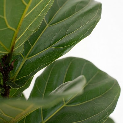 Close-up Fiddle Leaf Fig Leaves