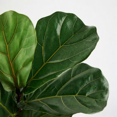 Fiddle Leaf Fig Leaves