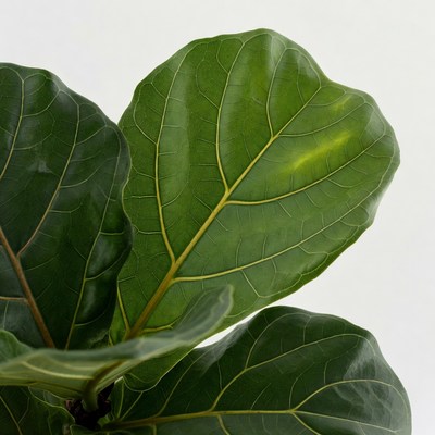 Fiddle Leaf Fig Leaves