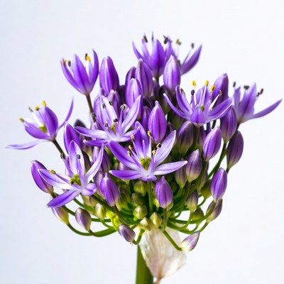 Purple Agapanthus Flower Cluster
