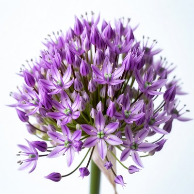 Purple Allium Flower Closeup