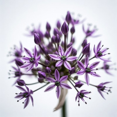 Purple Allium Flower Bloom