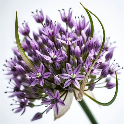 Purple Allium Flower Bloom