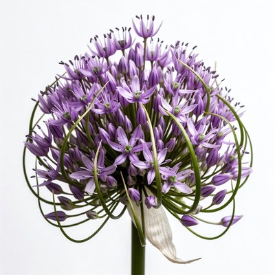 Purple Allium Flower Bloom