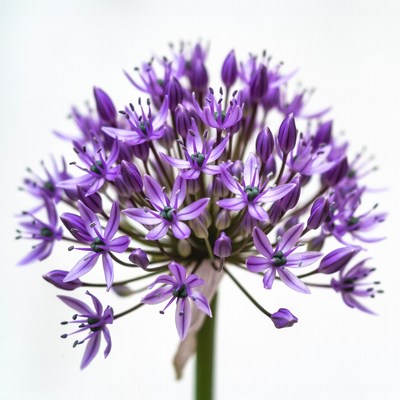 Purple Allium Flower Bloom