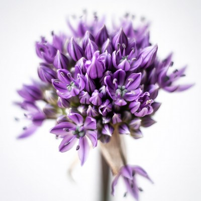 Purple Allium Flower Bloom