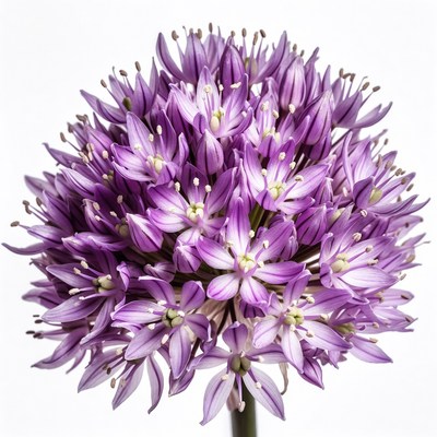Purple Allium Flower Bloom