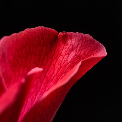 Closeup red flower petal