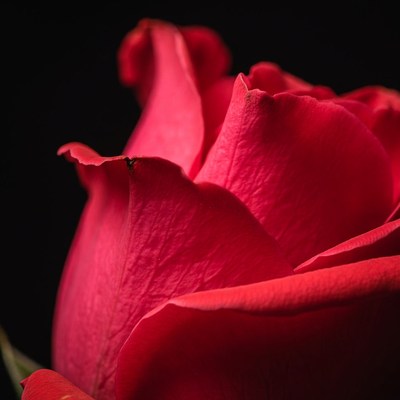 Closeup Red Rose on Black Background