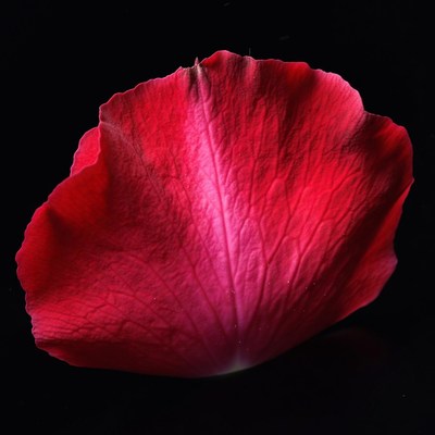 Red Rose Petal on Black Background