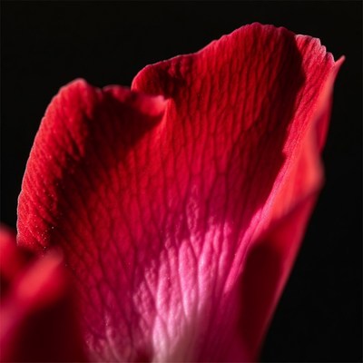 Closeup Red Rose Petal