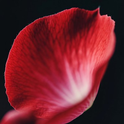 Closeup Red Rose Petal