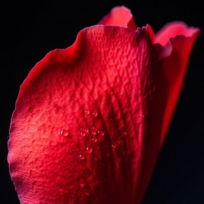 Red Flower Petal with Water Droplets