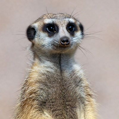 Meerkat standing on beige background