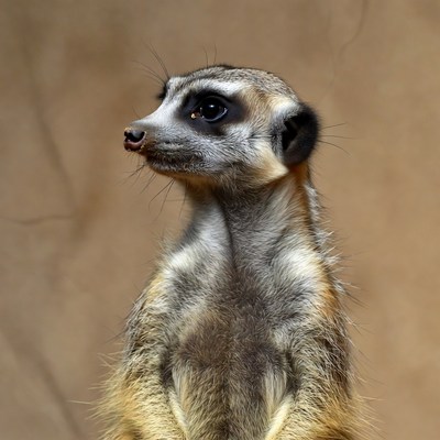 Meerkat standing on hind legs