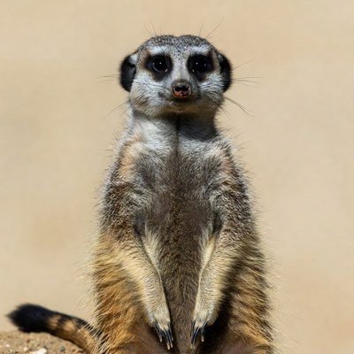 Meerkat standing on hind legs