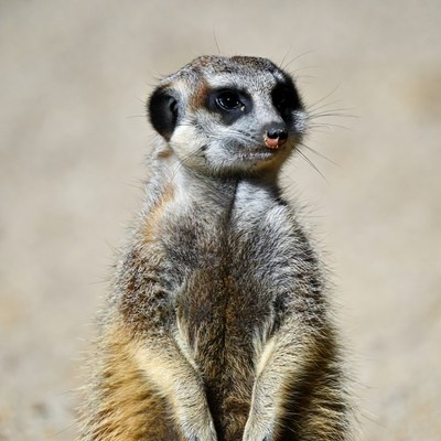 Meerkat standing on hind legs