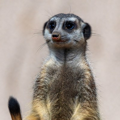 Meerkat standing on beige background