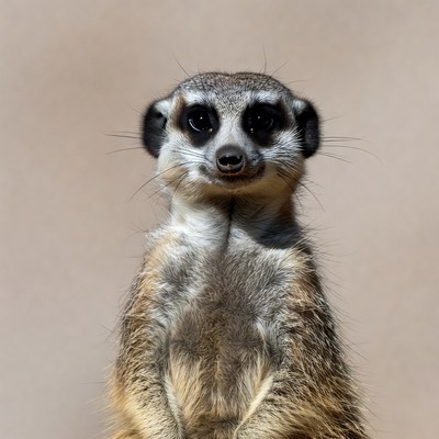 Cute meerkat standing alert