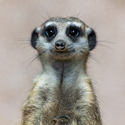 Cute meerkat standing on hind legs
