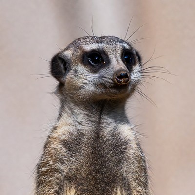 Meerkat standing on beige background