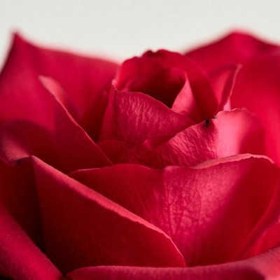 Closeup red rose bloom