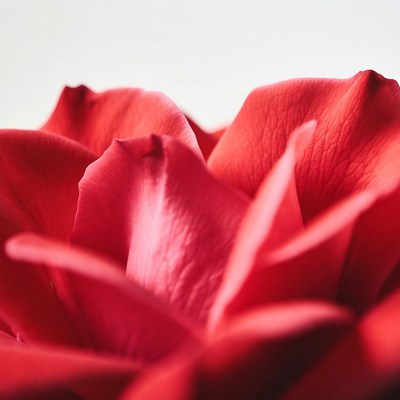 Close-up red rose petals