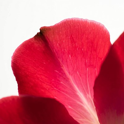 Red Rose Petals on White Background