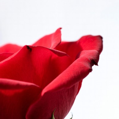 Close-up red rose on white background