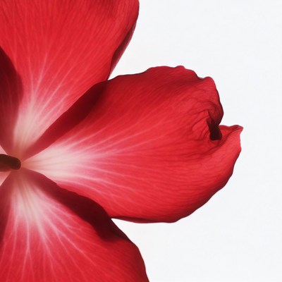 Red Hibiscus Flower Closeup