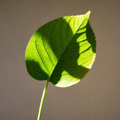 Green leaf with backlit shadow