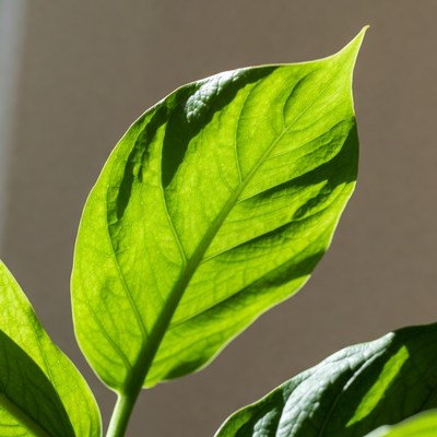 Vibrant Green Leaf with Shadows