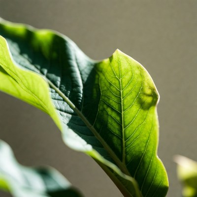 Close-up green plant leaf