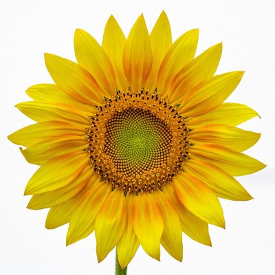 Yellow sunflower on white background