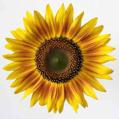 Sunflower on white background