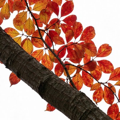 Autumn maple branch on white background